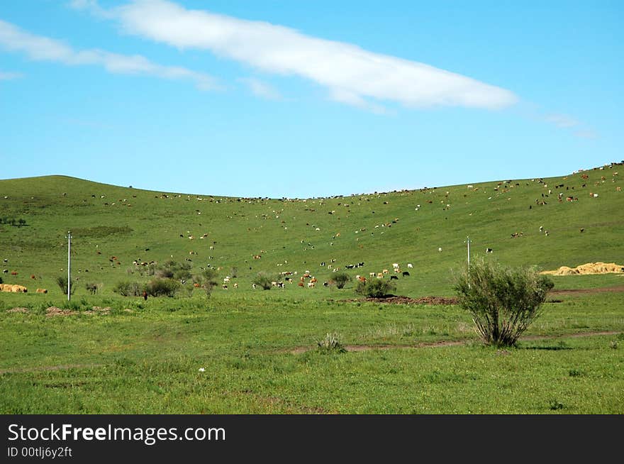 Beautiful blue sky and white clouds of cattle and sheep on the grasslands. Beautiful blue sky and white clouds of cattle and sheep on the grasslands