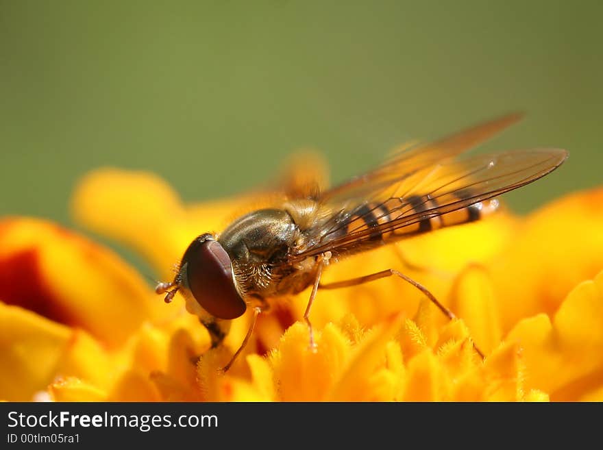 Wasp on the flower