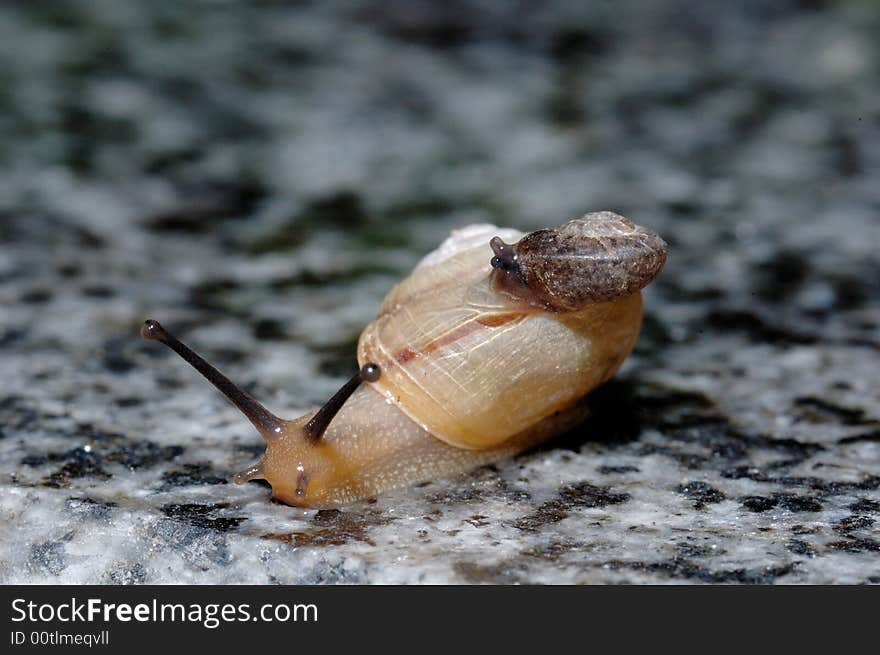 Close up of snails on the ground.