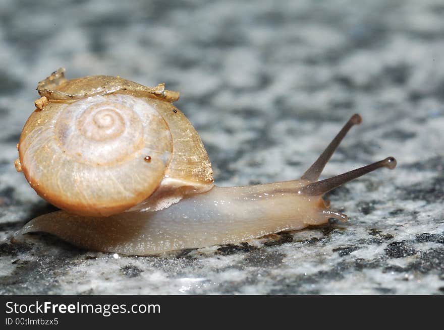 Close up of snails on the ground.