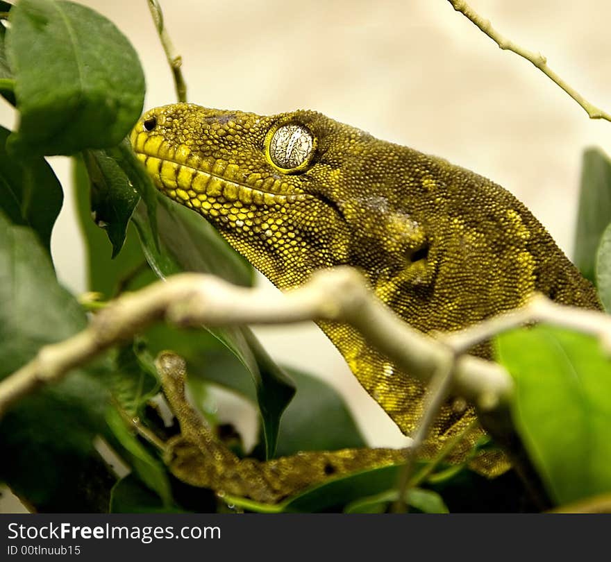 Head of New Caledonian giant gecko between the branches. Head of New Caledonian giant gecko between the branches