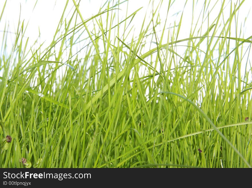 Green grass blue sky and more