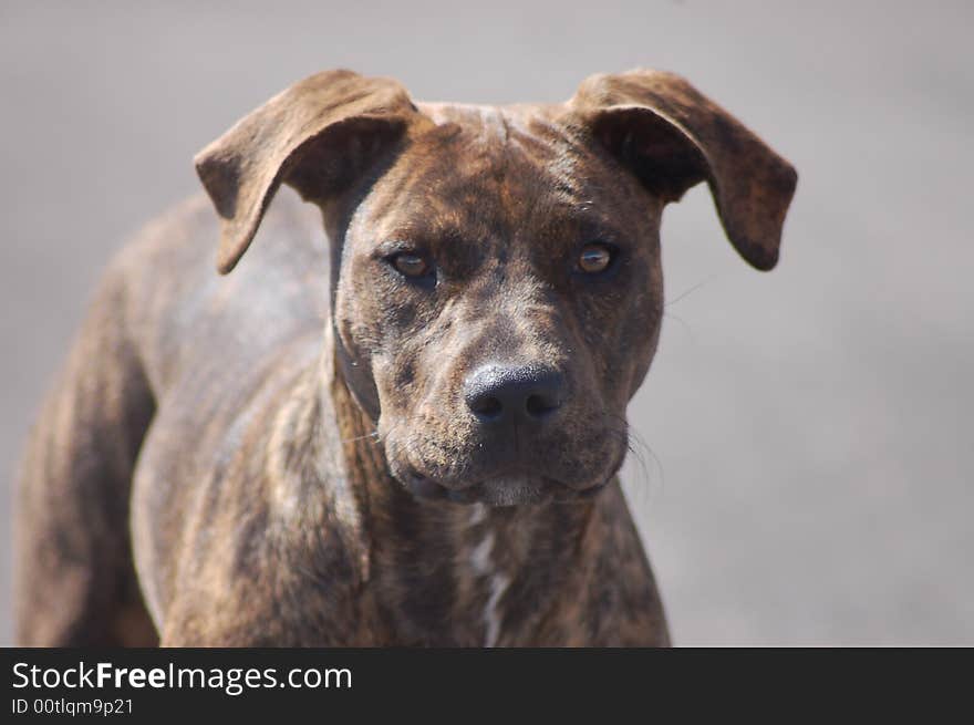 Brown dog looking at the camera