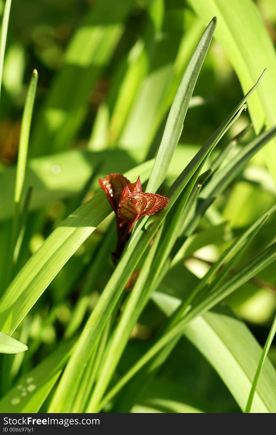 Young red shoot