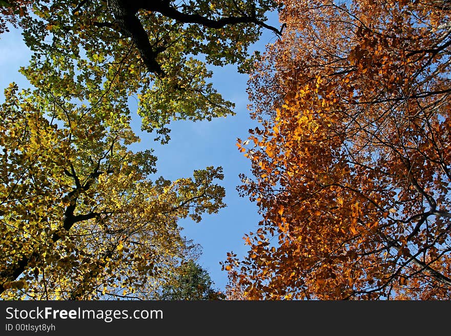 Colorful trees on the blue sky background