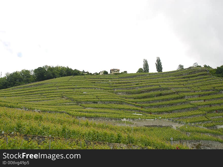 Une paysage de vignoble juste avant la récolte. Une paysage de vignoble juste avant la récolte