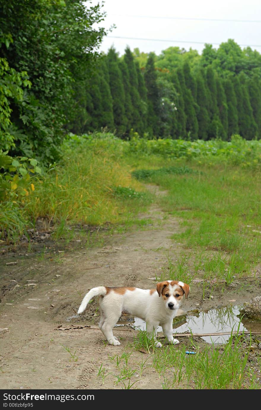 A cute puppy's outgoing on the mud road