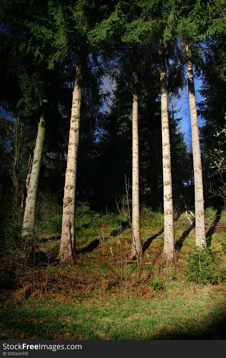 Pines trunks and green grass in the forest