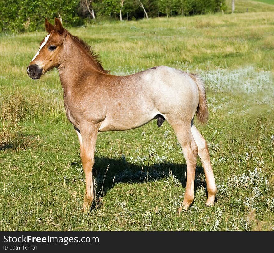 Red roan quarter horse foal in gren pasture