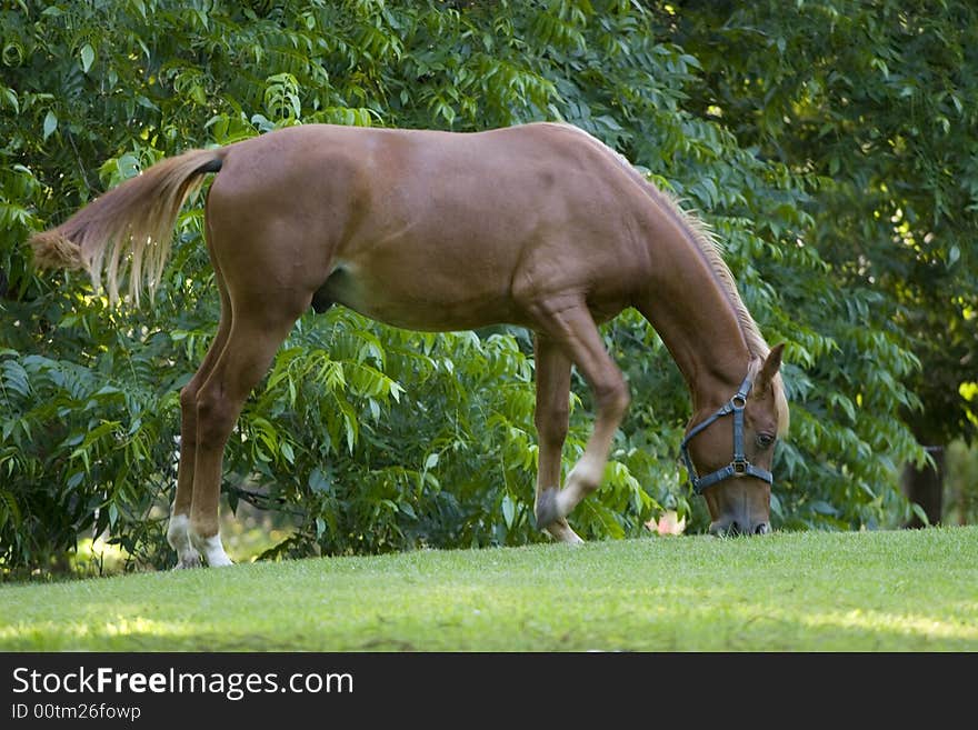 Horse on a green meadow