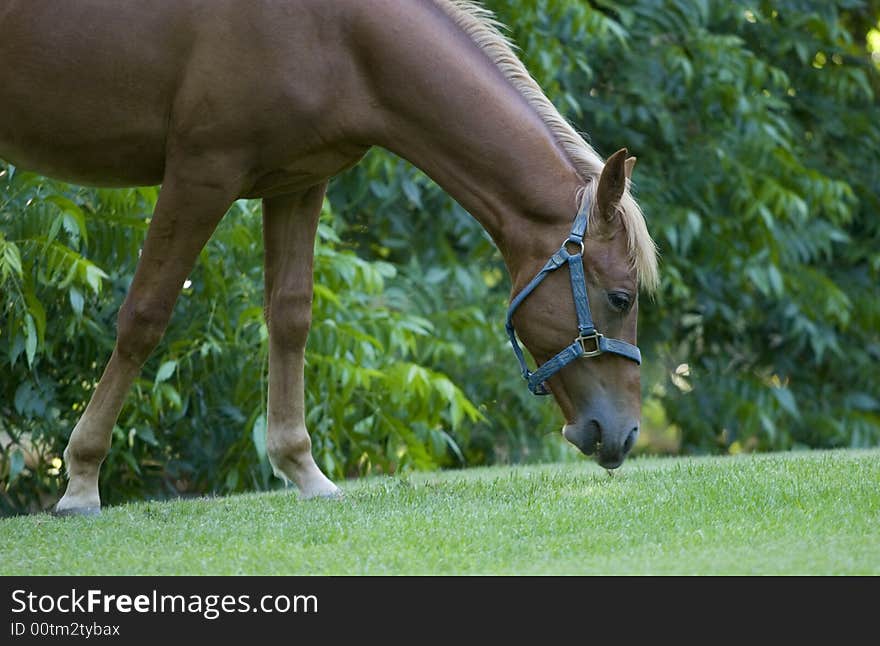 Horse on a green meadow