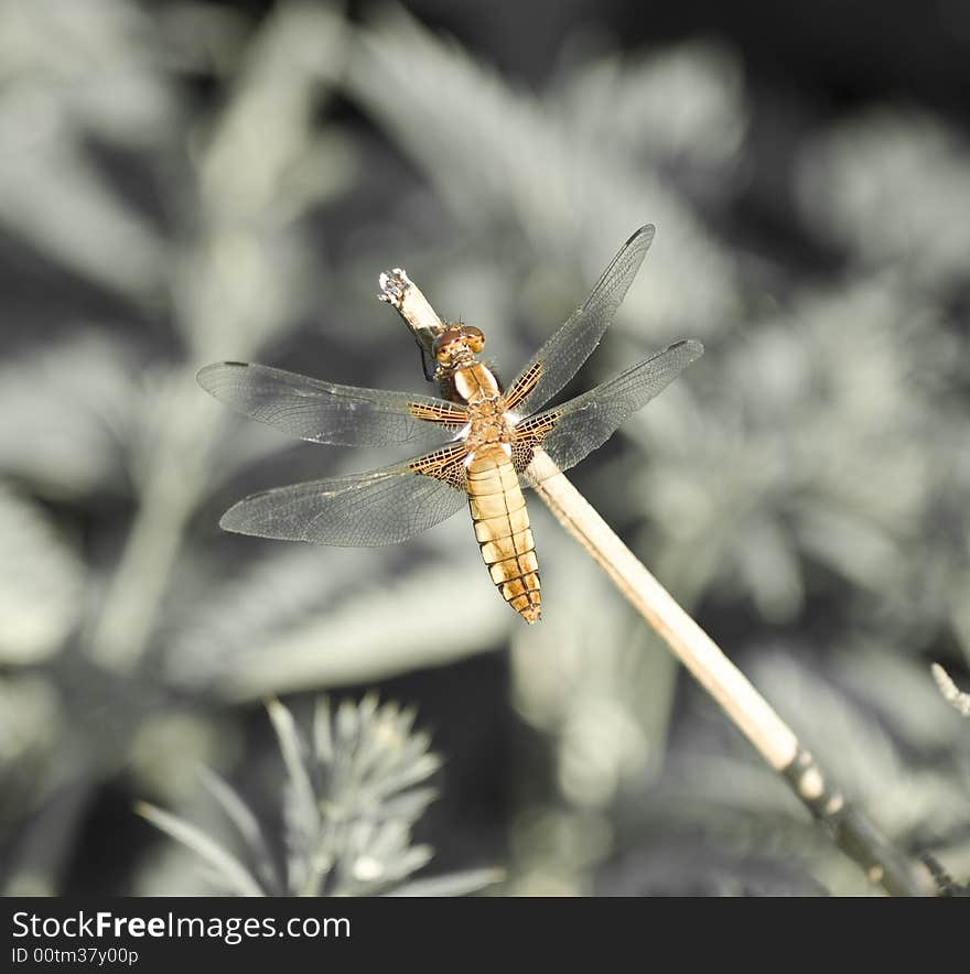 Beautiful dragonfly isolated from background. Beautiful dragonfly isolated from background