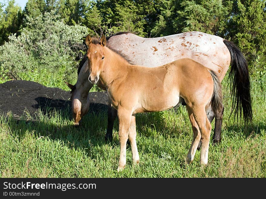 Dun quarter horse foal with roan mare. Dun quarter horse foal with roan mare