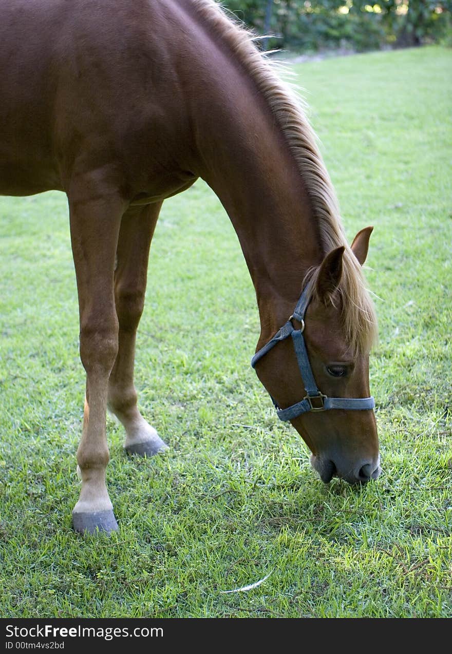 Horse on a green meadow