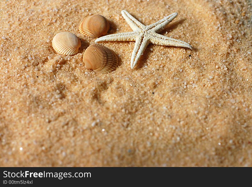 Starfish and seashells on the golden sand in sunlight