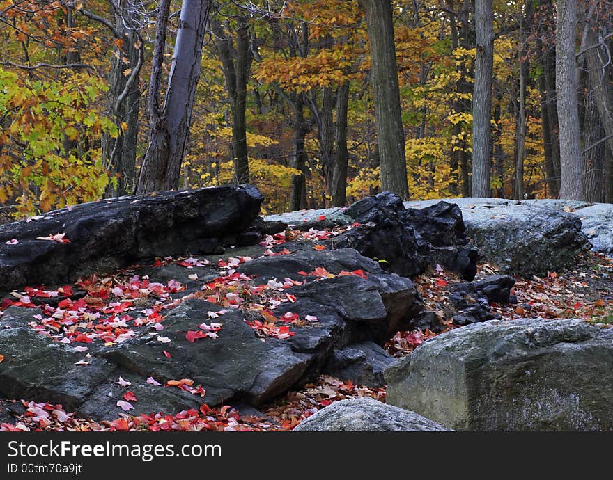 Forest scenes in New England in the fall. Forest scenes in New England in the fall