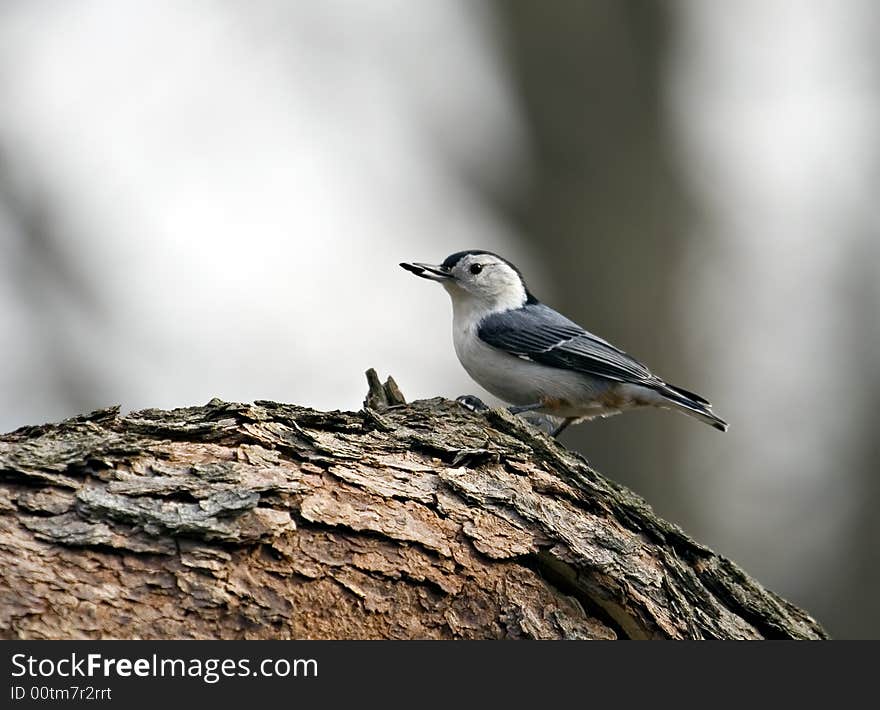 White-breasted nuthatch perched on a tree with a seed in its beak