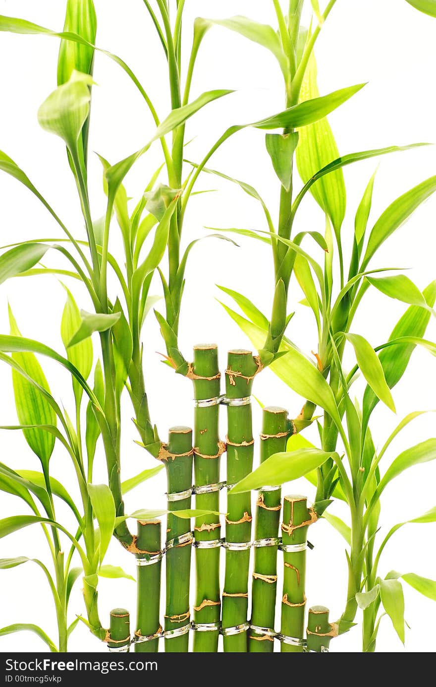 Bamboo leaves isolated on white background