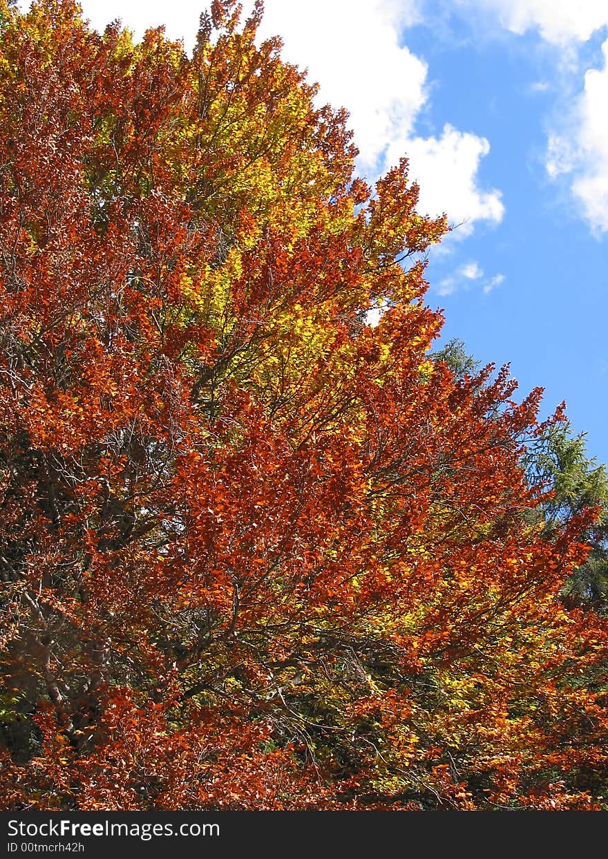 Tree on top of a mountain in Tirol, Austria. Tree on top of a mountain in Tirol, Austria