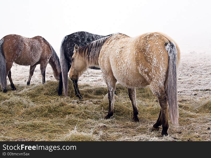 Horses in snow