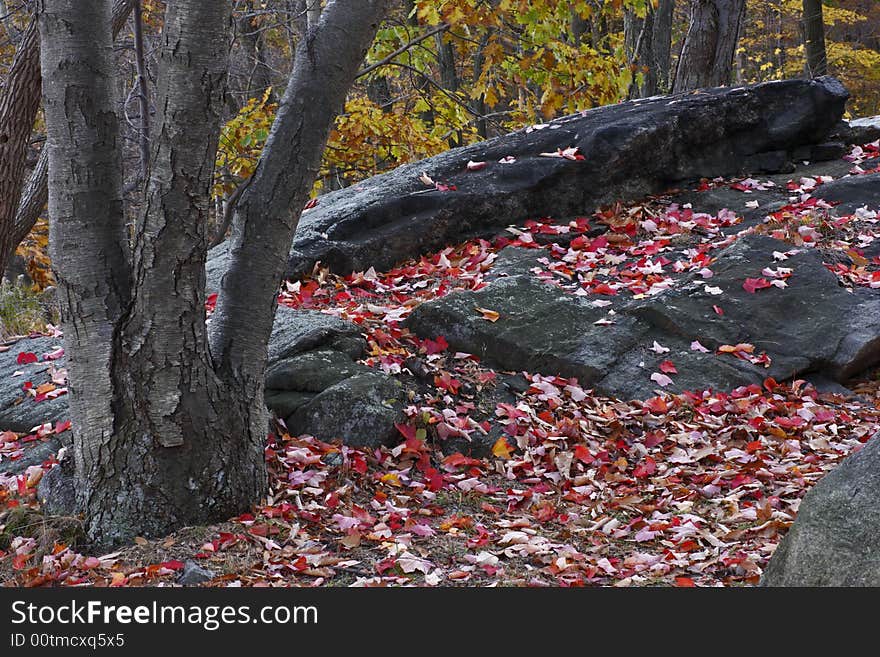 Autumn Forest