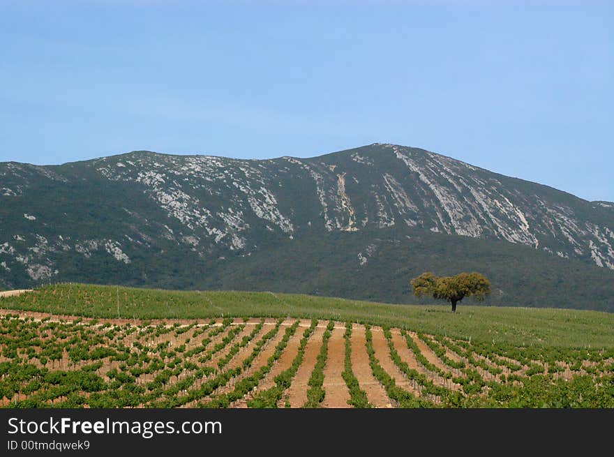 Vineyard Field