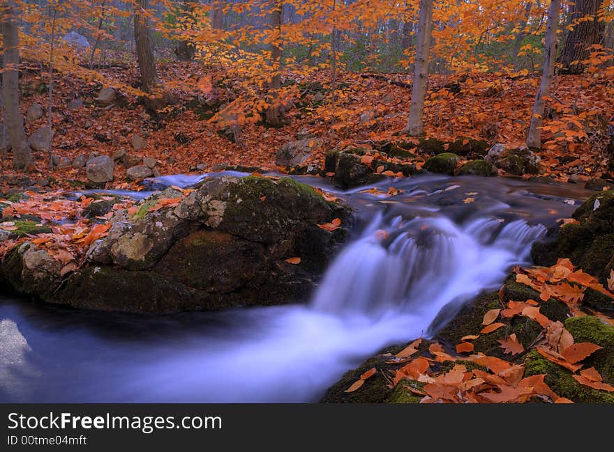 Autumn forest