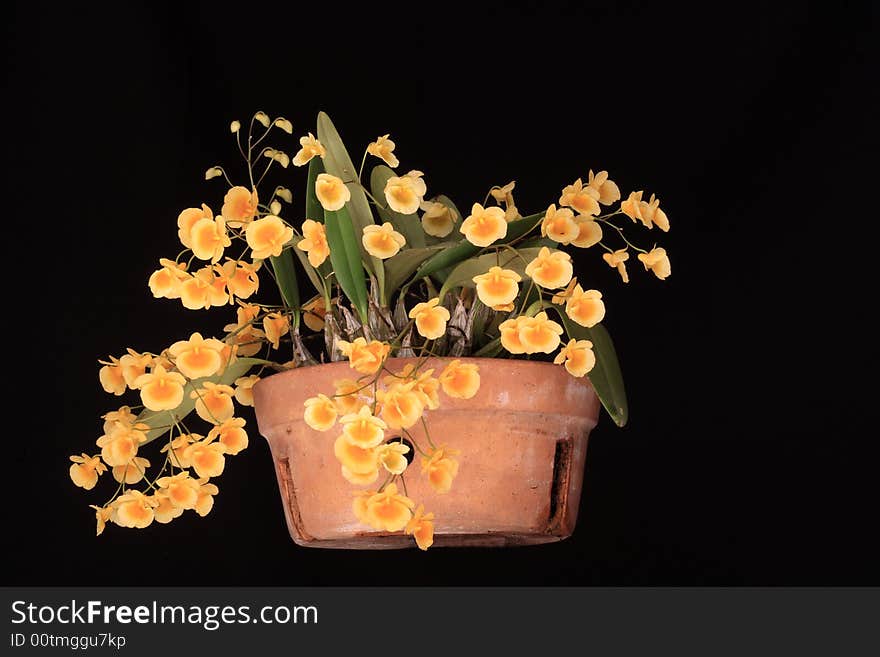 Orchid: Dendrobium plant