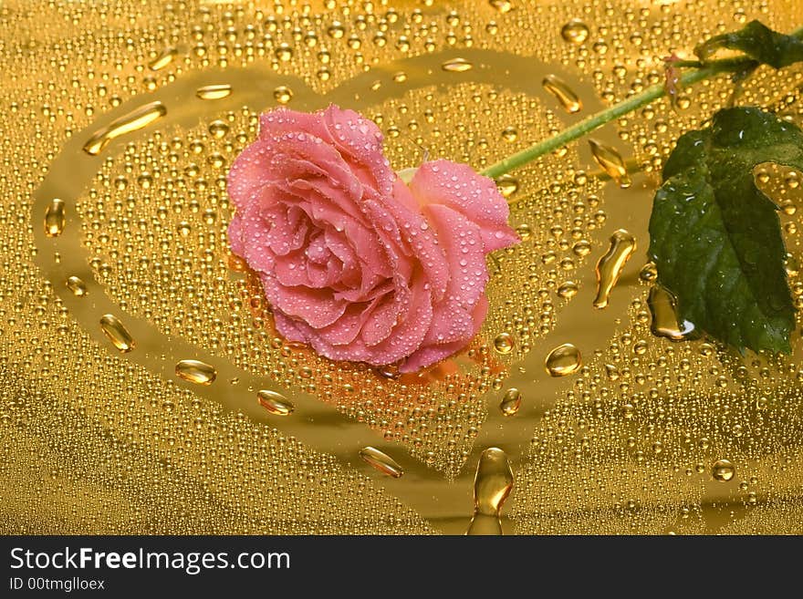 Pink rose with water drops