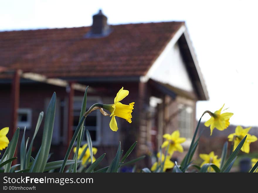 Daffodil in the front.