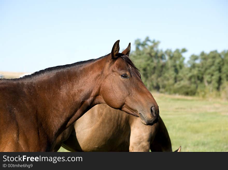 Bay quarter horse mare in green pasture