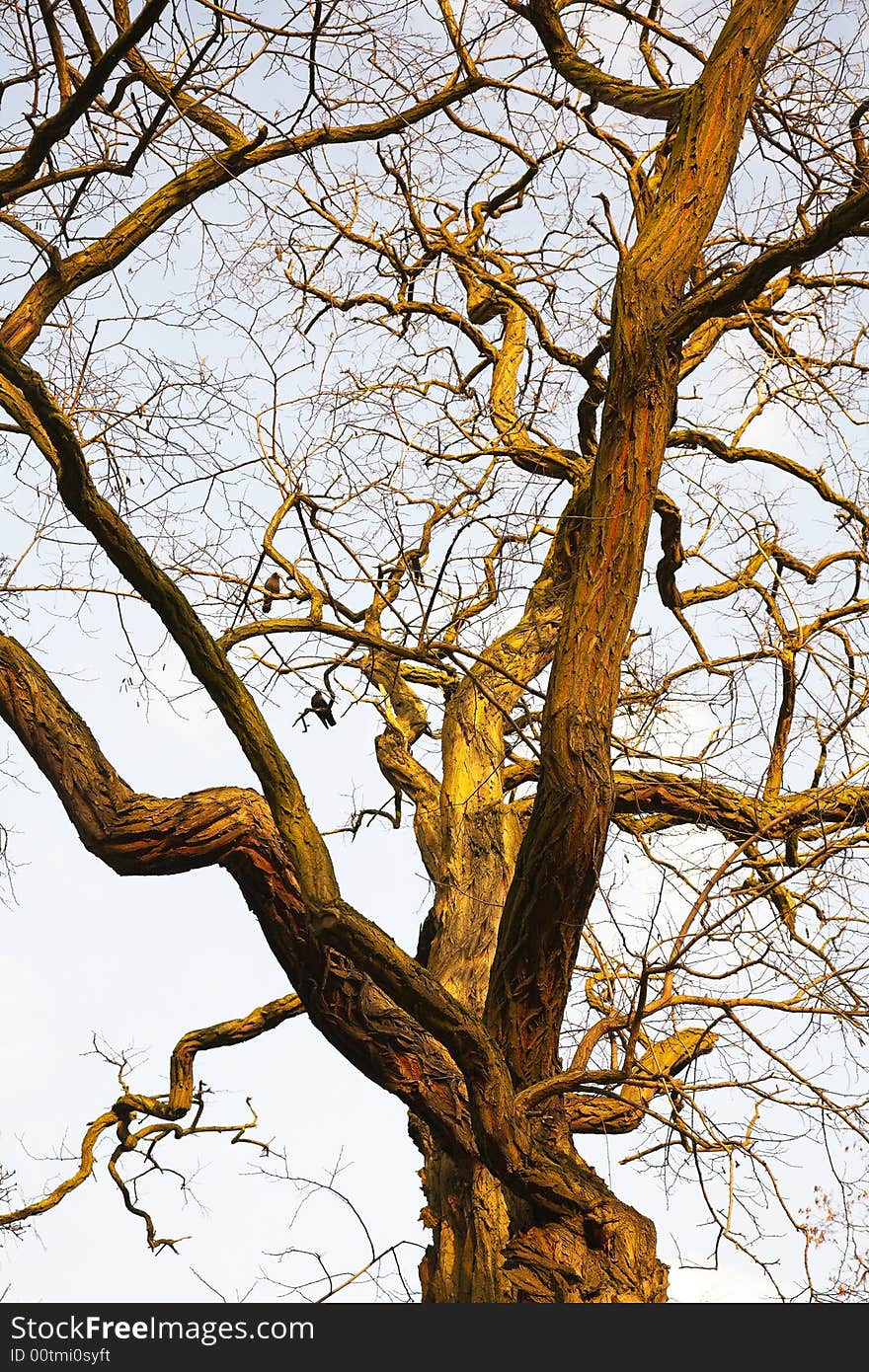 The big spring tree shined by the sun, on a background of the sky and clouds. The big spring tree shined by the sun, on a background of the sky and clouds