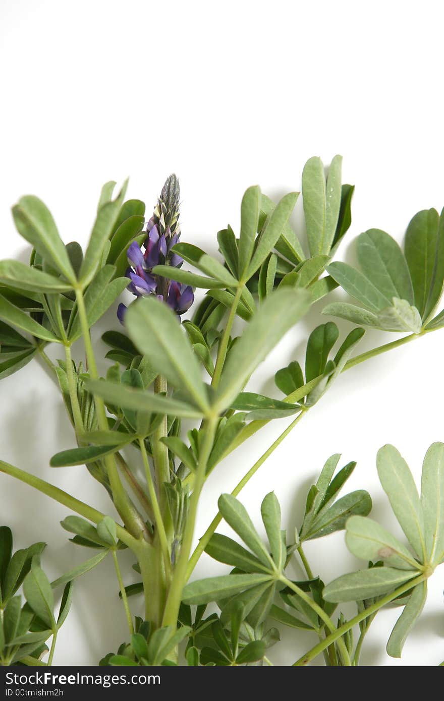 A plant with a purple flower in the studio