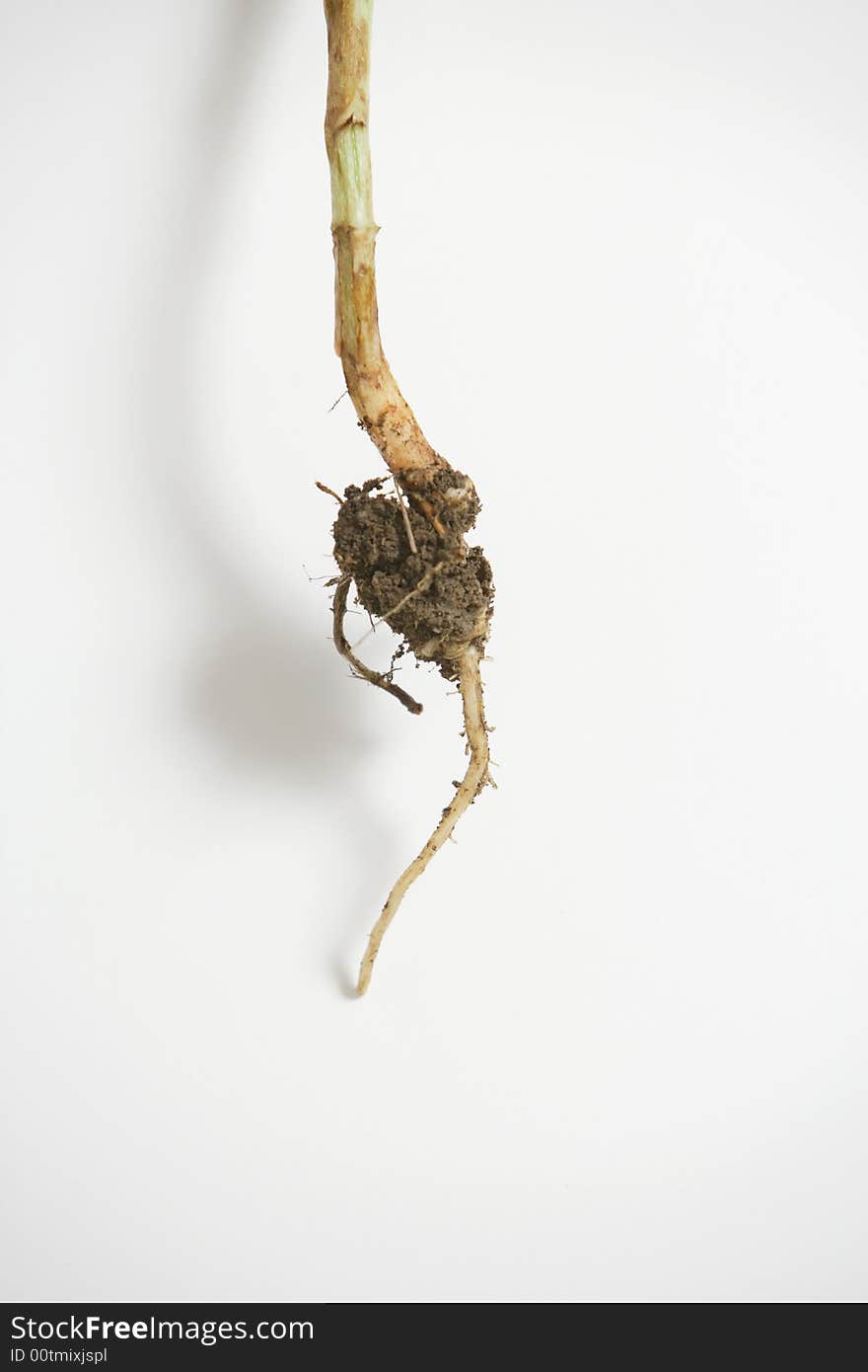 The root of a young plant in the studio