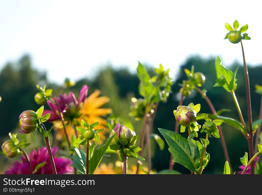 Flowers dahlia