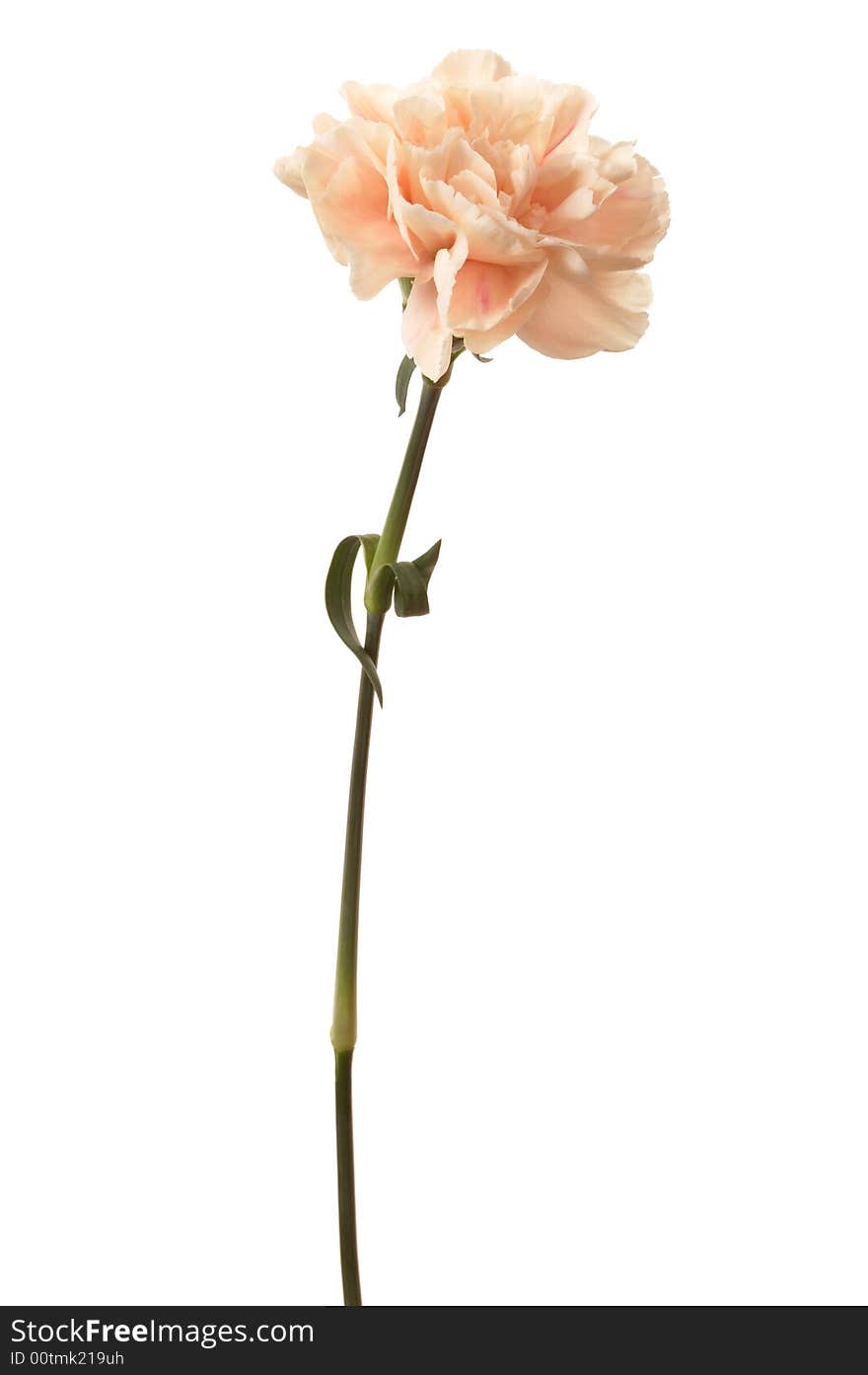 Beautiful pink flower on a white background