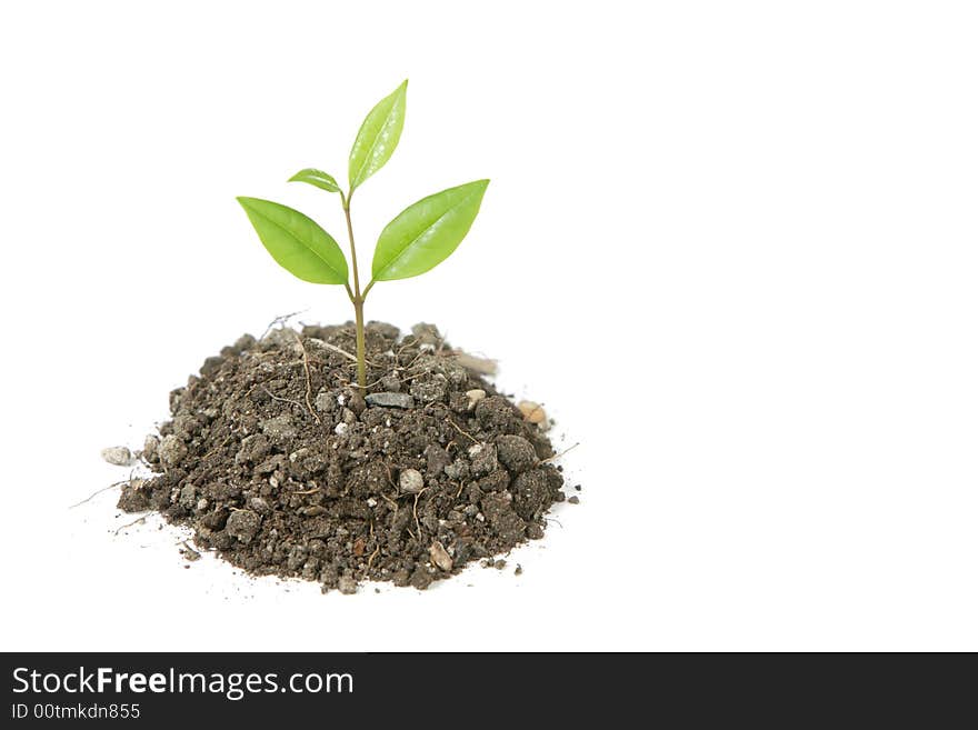 A small plant in a mound of dirt in the studio