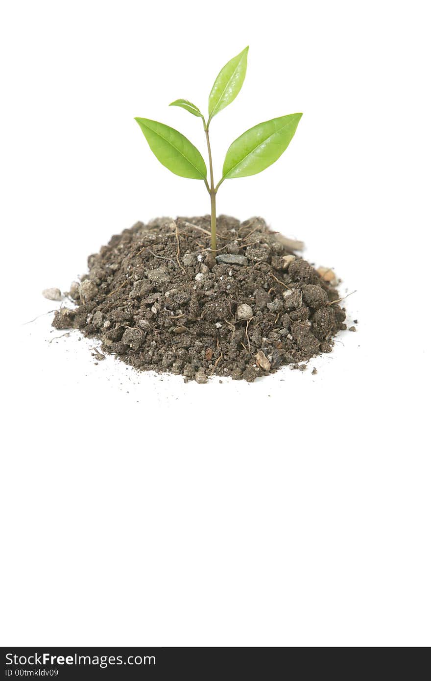 A small plant in a mound of dirt in the studio