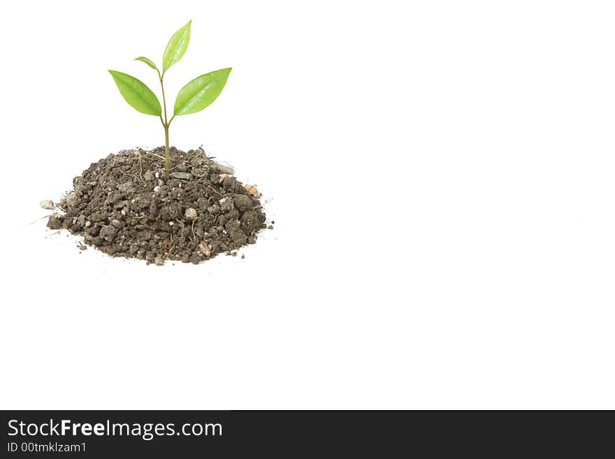 A small plant in a mound of dirt in the studio