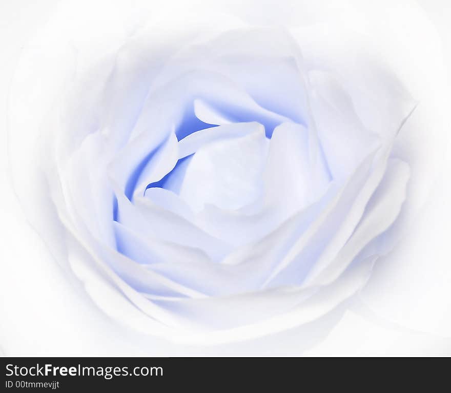 Close up of blue rose