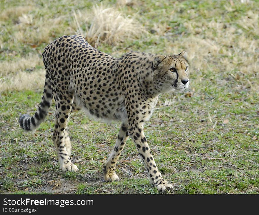 A Cheetah at the Zoo