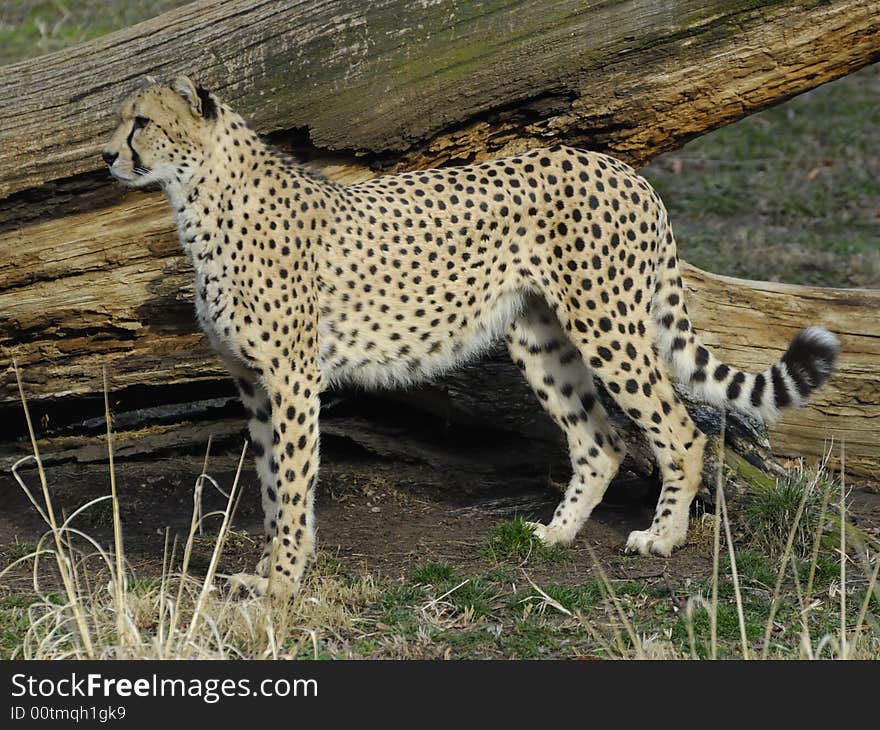 A Cheetah at the Zoo