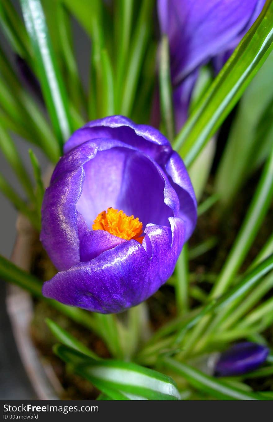 This is the close-up photo of blue crocus