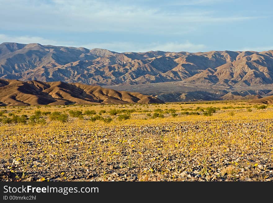 Desert wildflower in Death Valley. Desert wildflower in Death Valley