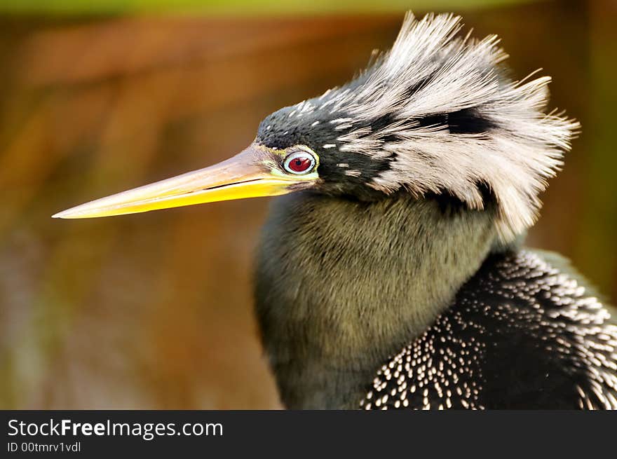 Anhinga Portrait