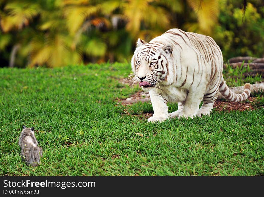 A white tiger licking his chops while stalking a possum. Shallow DOF with focus on tiger's eyes.