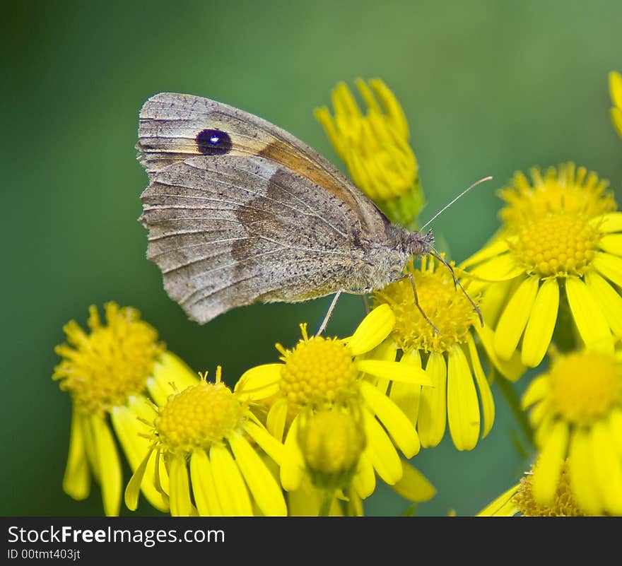 Butterfly on ragwort