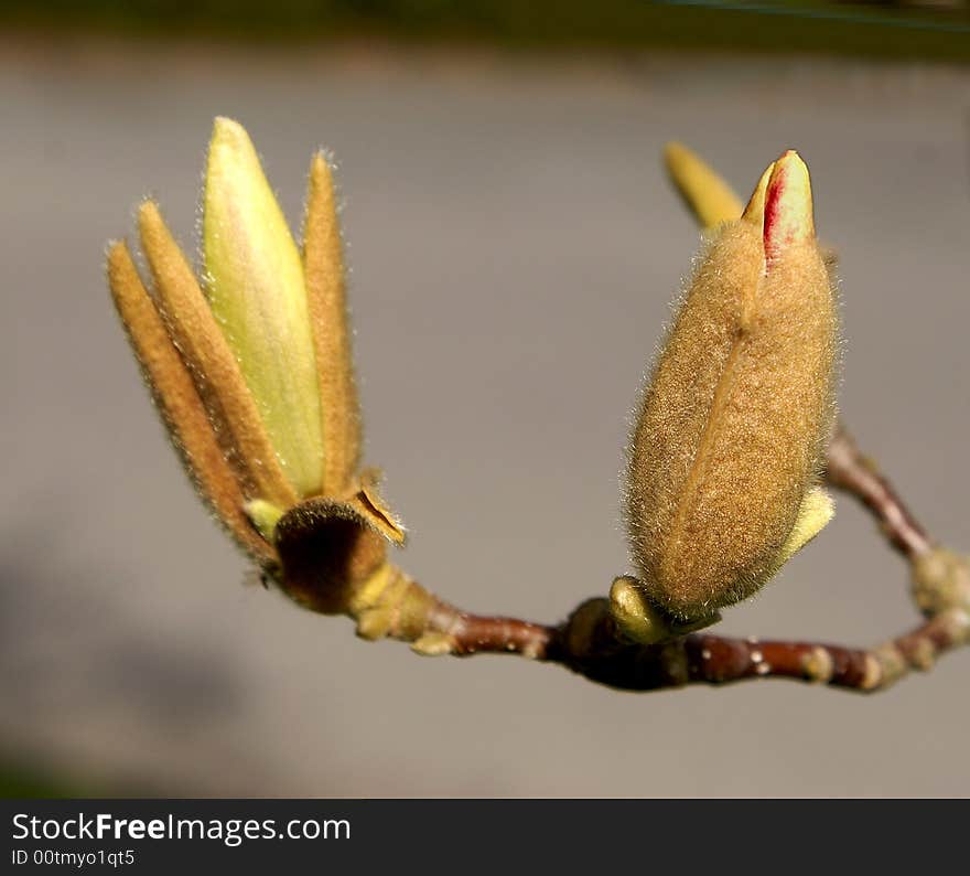 Budding out of encasement