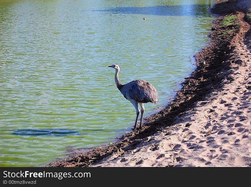 American ostrich