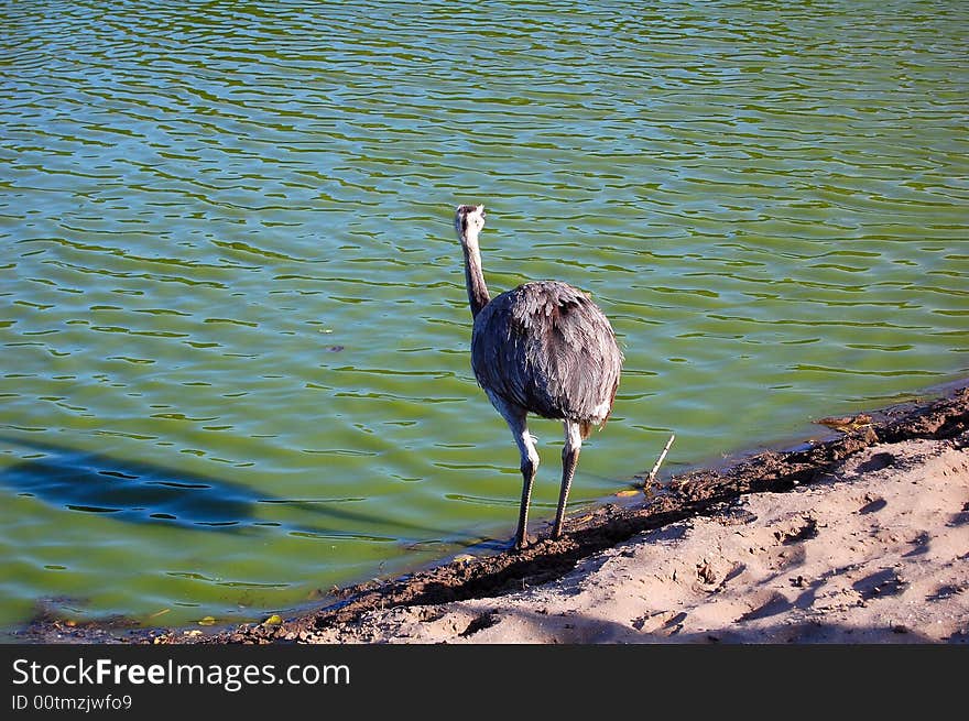 American ostrich 2